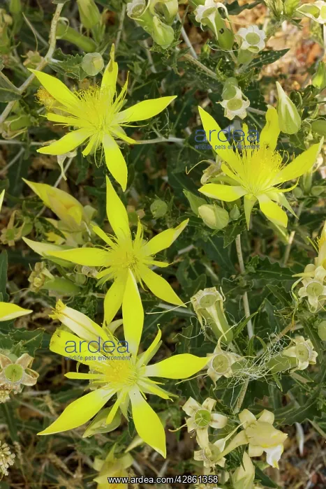 : Smooth-stemmed Mentzelia / Blazing Star : Smooth-stemmed Mentzelia / Blazing Star