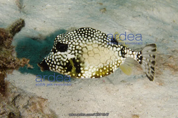 : Smooth Trunkfish (Lactophrys triqueter) : Smooth Trunkfish (Lactophrys triqueter)