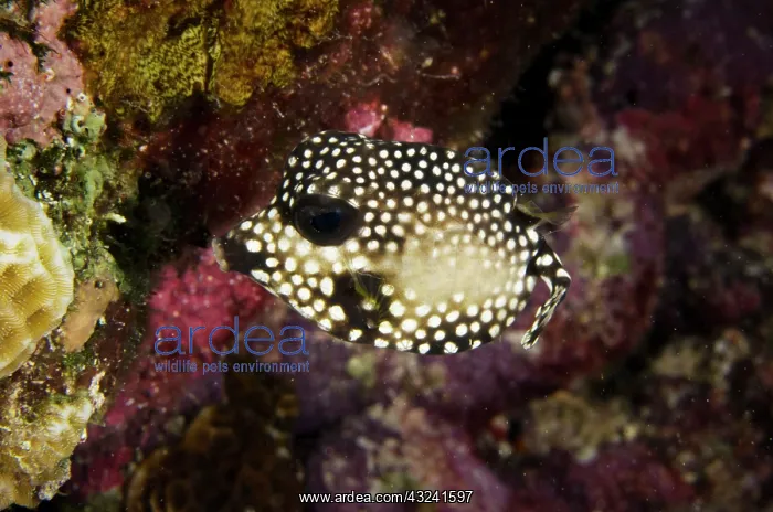 : Smooth Trunkfish (Lactophrys triqueter) : Smooth Trunkfish (Lactophrys triqueter)