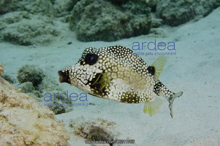 : Smooth Trunkfish (Lactophrys triqueter) : Smooth Trunkfish (Lactophrys triqueter)