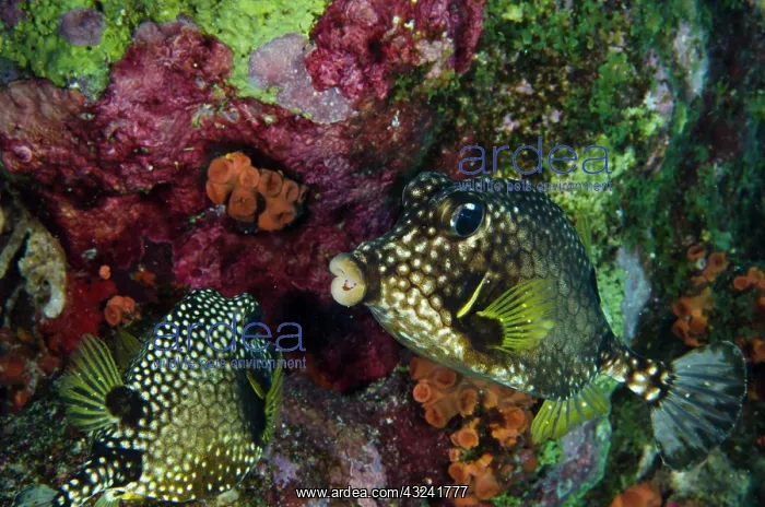 : Smooth Trunkfish (Lactophrys triqueter) : Smooth Trunkfish (Lactophrys triqueter)