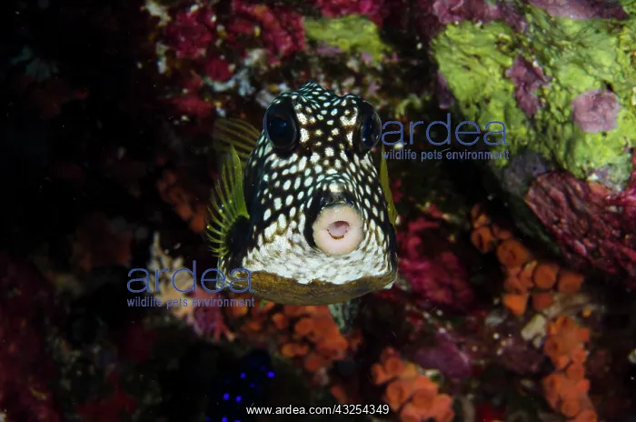 : Smooth Trunkfish (Lactophrys triqueter) : Smooth Trunkfish (Lactophrys triqueter)