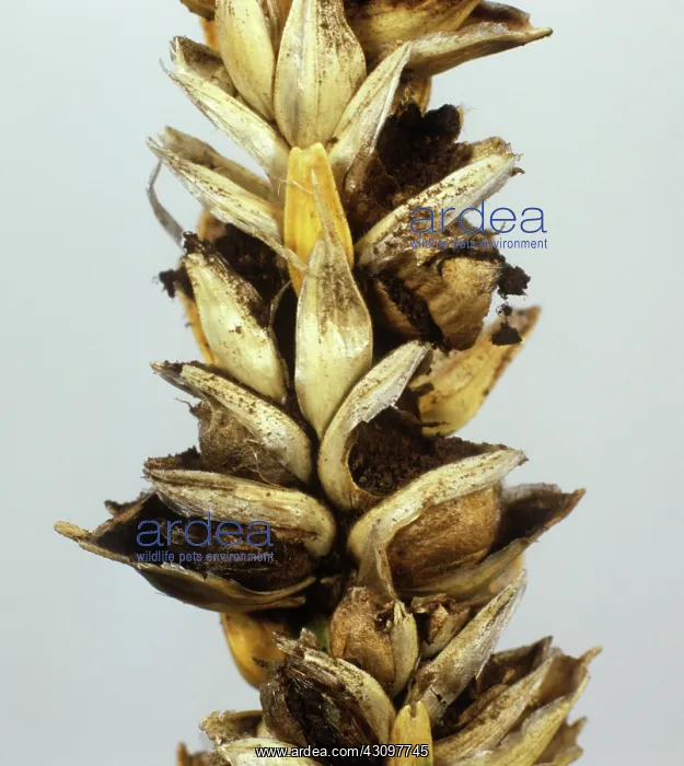 : Smut infected ripe wheat ear : Smut infected ripe wheat ear