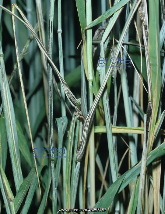 : Smut (Urocystis occultata) on Rye leaves : Smut (Urocystis occultata) on Rye leaves