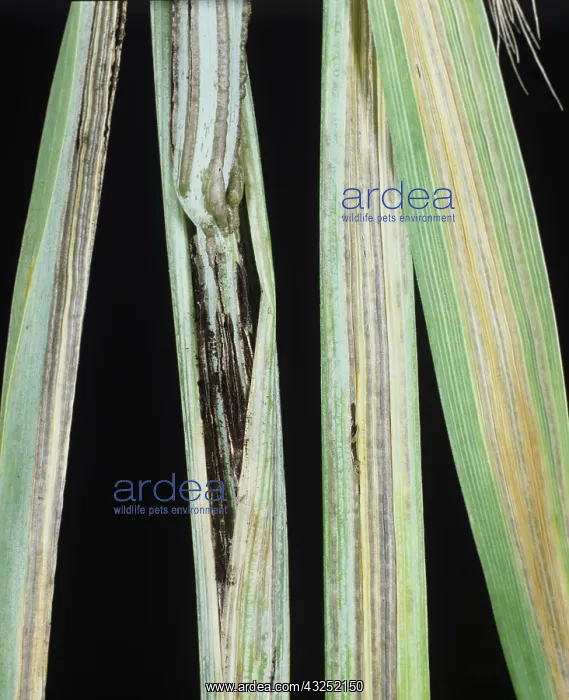 : Smut (Urocystis occultata) on Rye stems : Smut (Urocystis occultata) on Rye stems