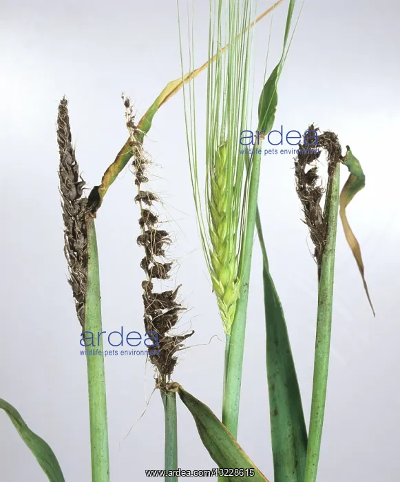 : Smutted barley ears : Smutted barley ears
