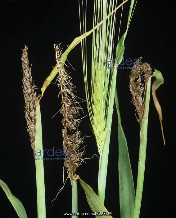: Smutted barley ears : Smutted barley ears