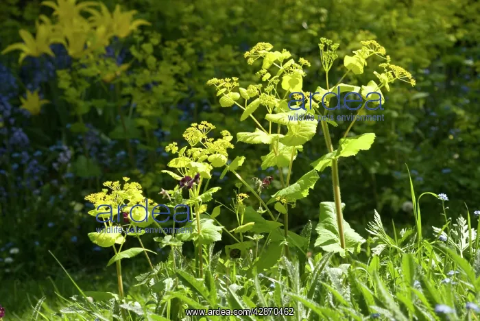 : Smyrnium perfoliatum - In garden : Smyrnium perfoliatum - In garden