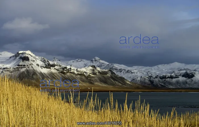 : Snaefellsjokull National Park with snow-capped mountains : Snaefellsjokull National Park with snow-capped mountains