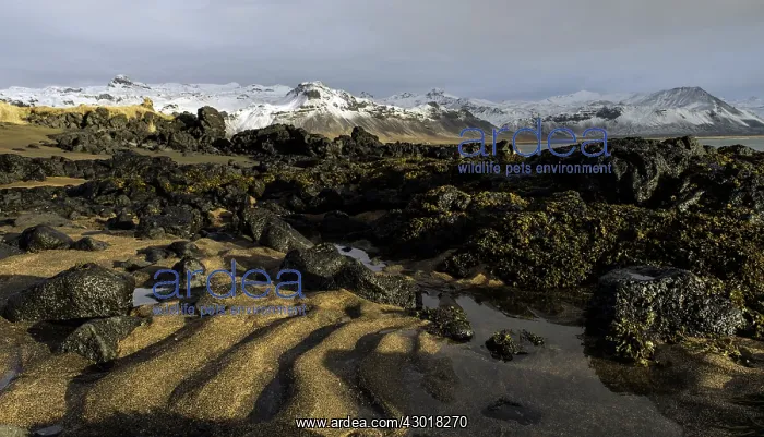  : Snaefellsjokull sandy beach at dawn