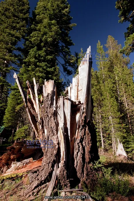 : Snag or stump of an old Red Fir recently hit by lightning : Snag or stump of an old Red Fir recently hit by lightning