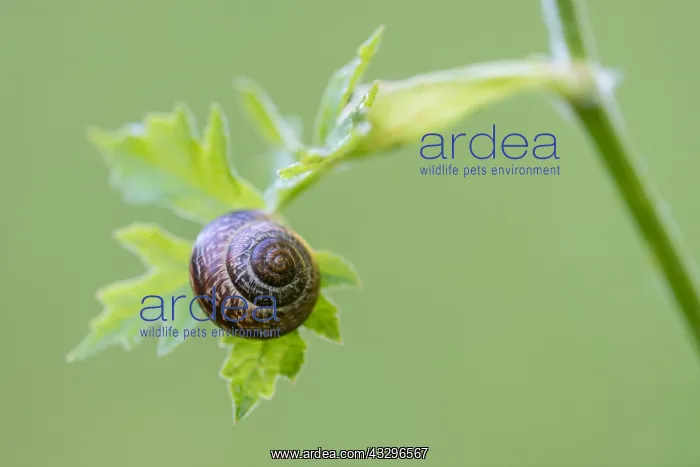 : Snail : Snail