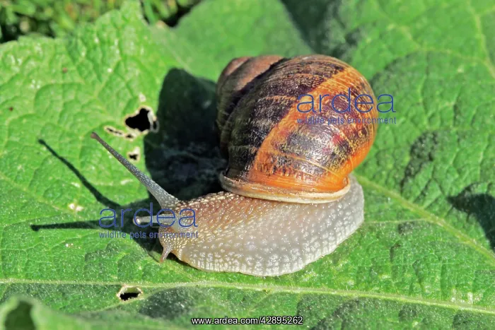 : Snail. Aubignan - Provence - PACA - France : Snail. Aubignan - Provence - PACA - France