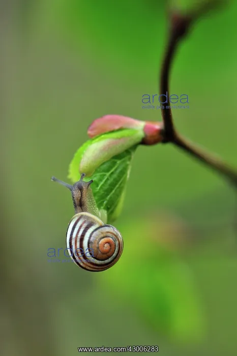 : Snail on bud of Linden Lime Basswood : Snail on bud of Linden Lime Basswood