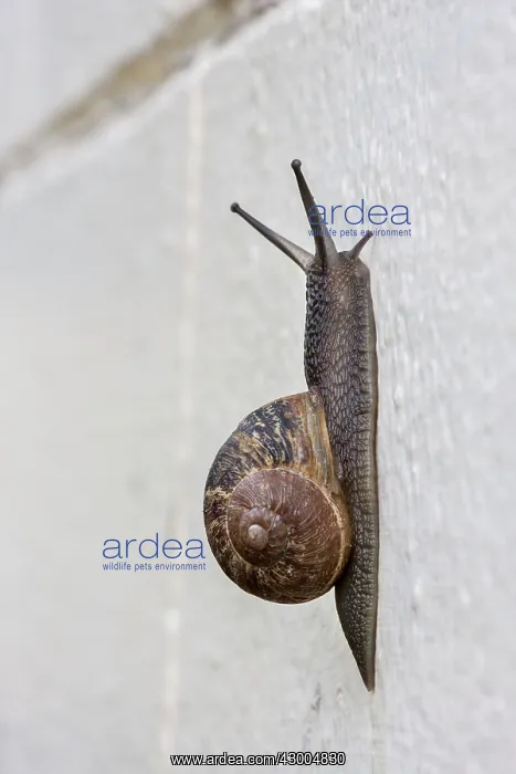 : Snail climbing wall (Gastropoda sp.) : Snail climbing wall (Gastropoda sp.)