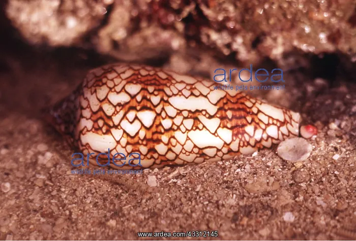 : Snail - Cone SHELL : Snail - Cone SHELL