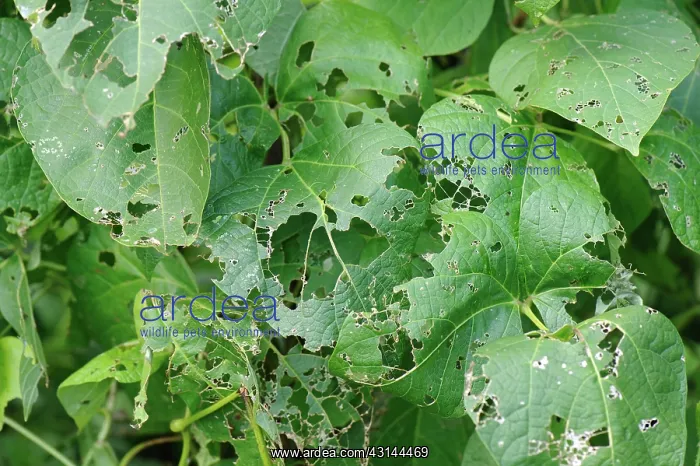 : Snail damage to leaves : Snail damage to leaves