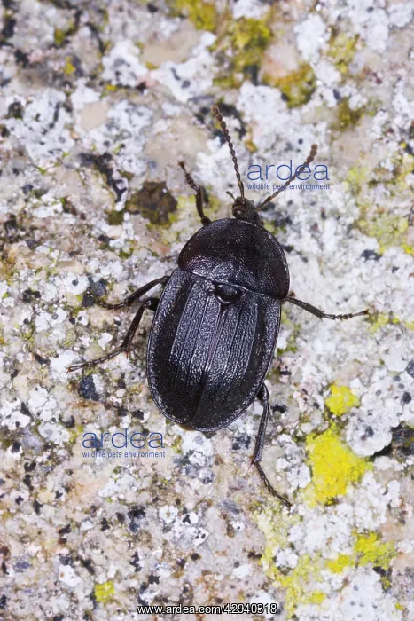 : Snail-eating beetle : Snail-eating beetle