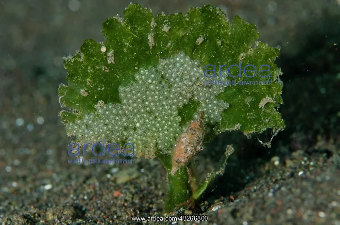 : Snail eating eggs - Bulakan Slope dive site, Seraya : Snail eating eggs - Bulakan Slope dive site, Seraya
