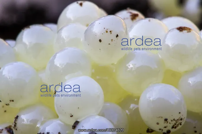 : Snail Eggs : Snail Eggs