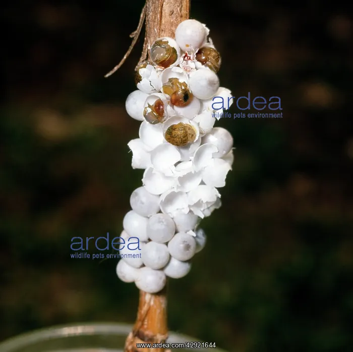  : Snail - eggs hatching
