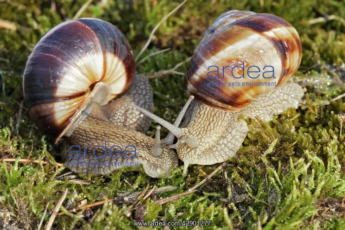 : Snail - 'Escargot Turc' (Turkish snail) : Snail - 'Escargot Turc' (Turkish snail)