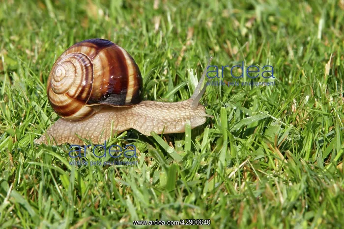 : Snail - 'Escargot Turc' (Turkish snail) - edible : Snail - 'Escargot Turc' (Turkish snail) - edible