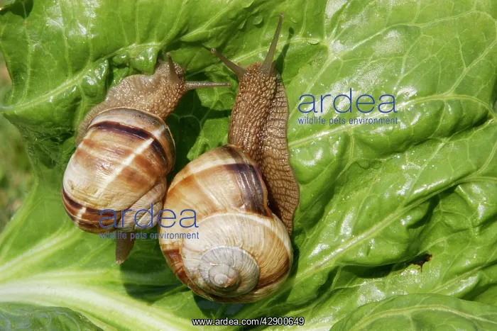  : Snail - 'Escargot Turc' (Turkish snail) feeding