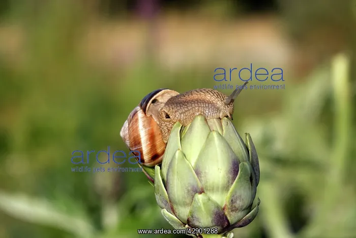  : Snail - 'Escargot Turc' (Turkish snail) - on globe artichoke