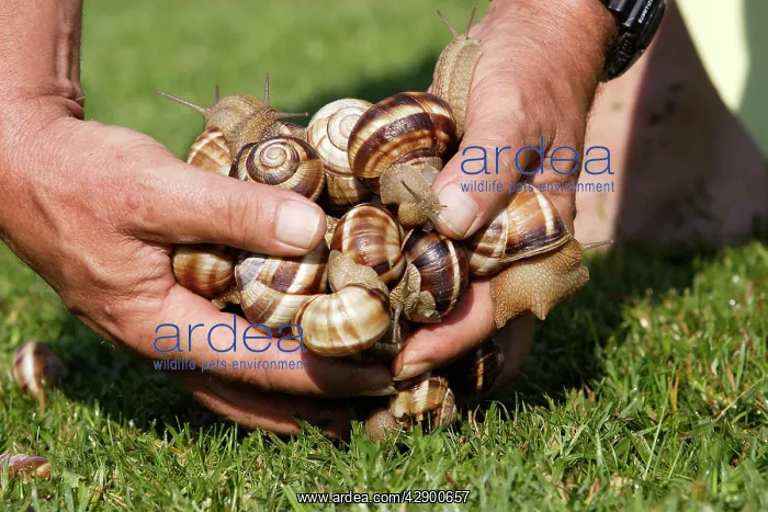 : Snail - 'Escargot Turc' (Turkish snail) - mass : Snail - 'Escargot Turc' (Turkish snail) - mass