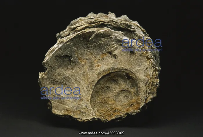 : Snail Fossil on a Sponge : Snail Fossil on a Sponge