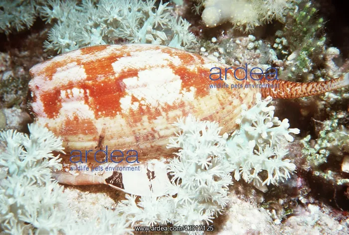: Snail - Geographis venomous Cone SHELL : Snail - Geographis venomous Cone SHELL