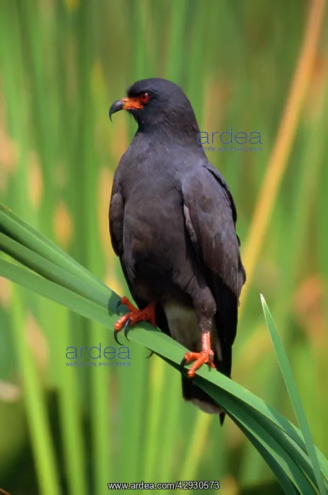 : Snail KITE : Snail KITE