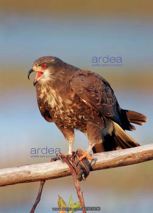 : Snail Kite : Snail Kite