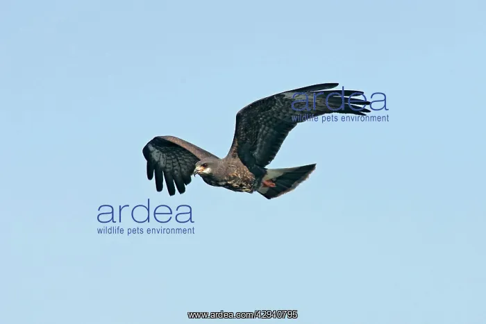 : Snail Kite : Snail Kite