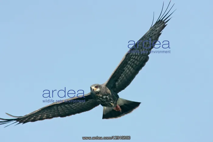 : Snail Kite : Snail Kite
