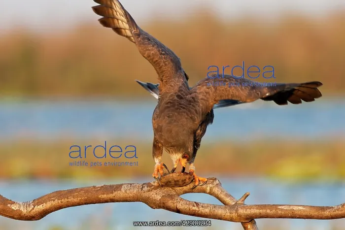 : Snail Kite : Snail Kite