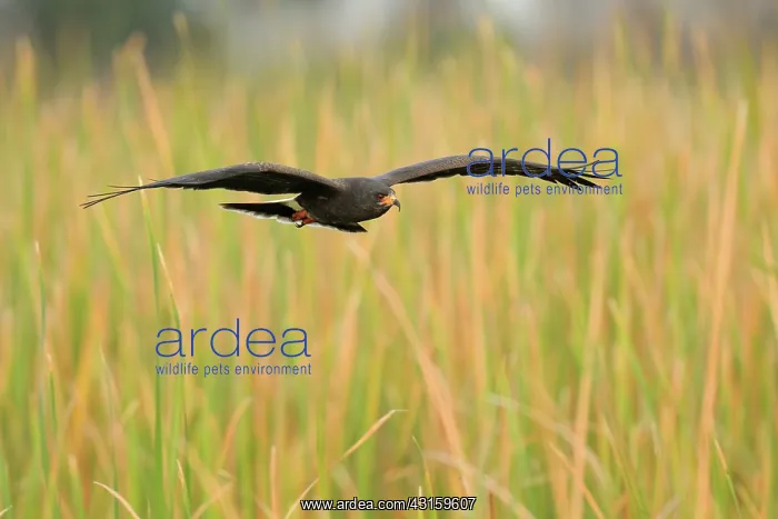 : Snail Kite : Snail Kite