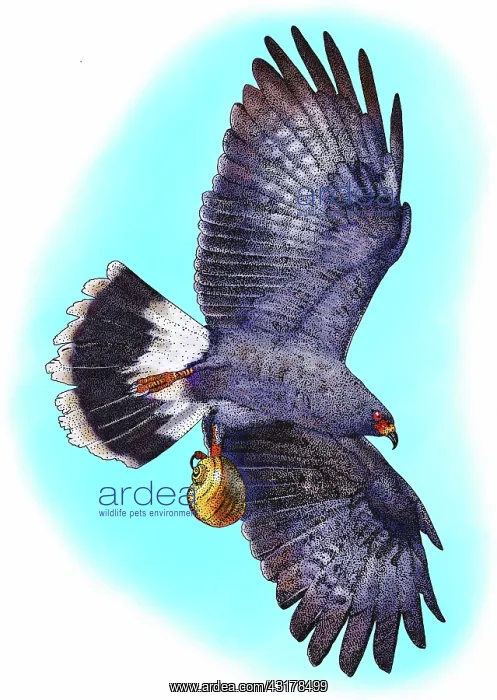 : Snail kite : Snail kite