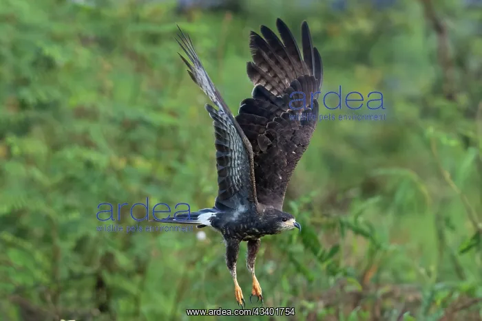 : Snail Kite : Snail Kite