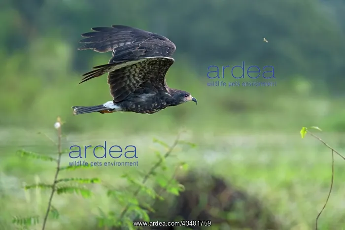 : Snail Kite : Snail Kite