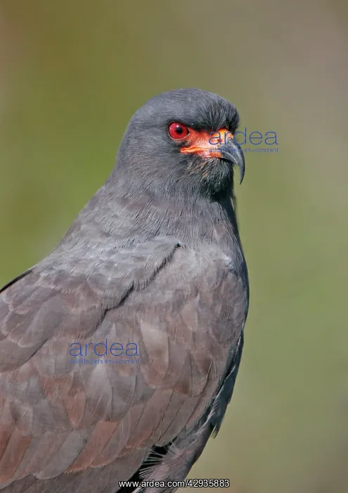  : Snail Kite - Adult male