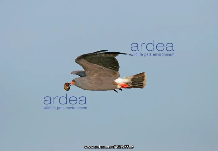 : Snail Kite - adult male : Snail Kite - adult male