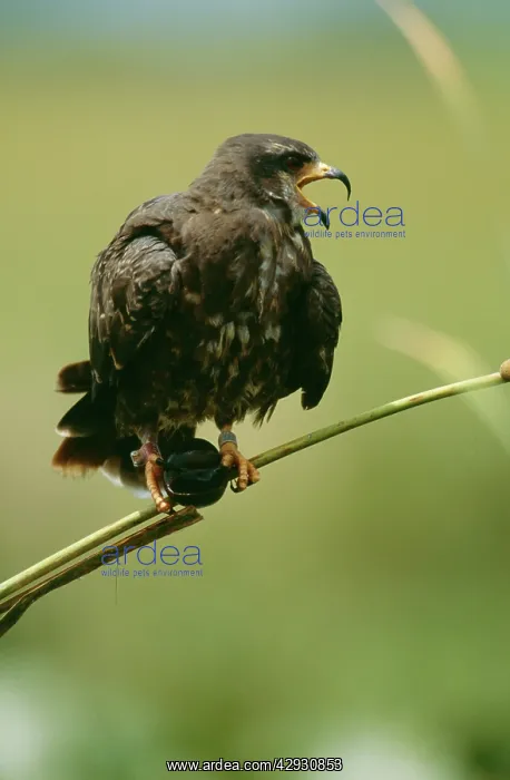 : Snail KITE - with apple snail : Snail KITE - with apple snail