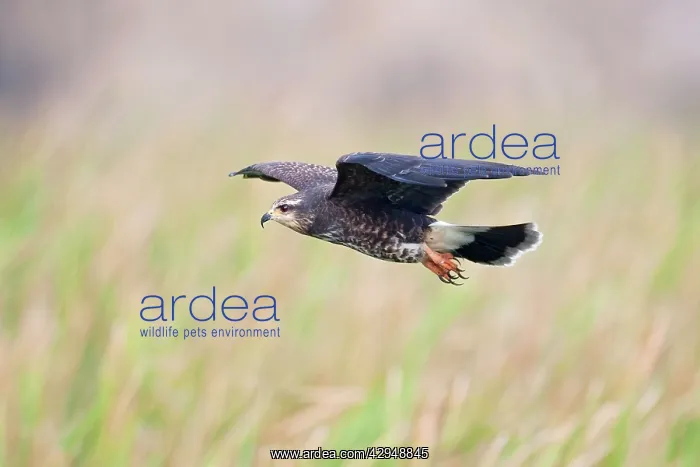 : Snail Kite - in flight : Snail Kite - in flight