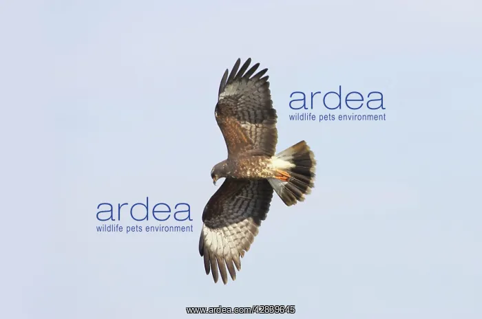 : Snail Kite - In flight hunting : Snail Kite - In flight hunting