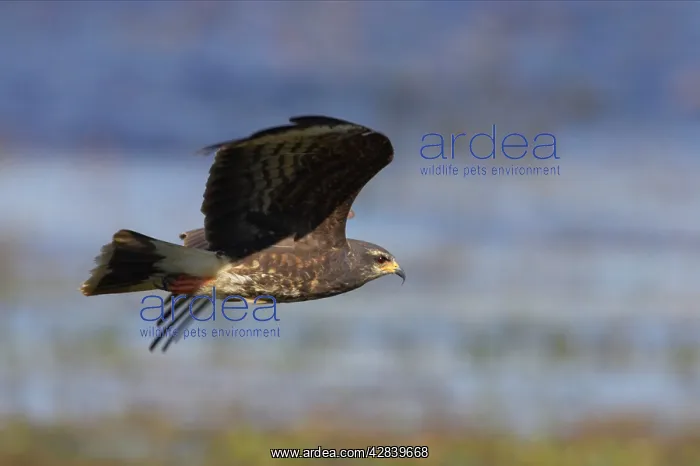 : Snail Kite - In flight hunting : Snail Kite - In flight hunting