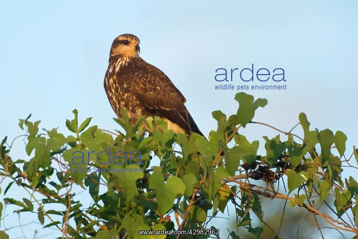 : Snail Kite - immature on a bush : Snail Kite - immature on a bush