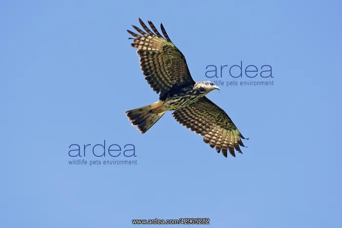 : Snail Kite - immature in flight - March : Snail Kite - immature in flight - March