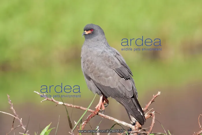 : Snail Kite - male : Snail Kite - male